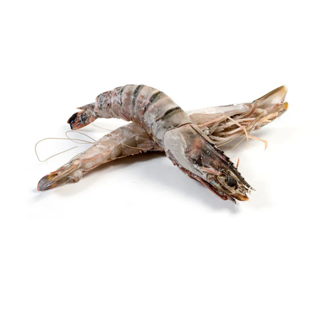 Box of Wild Giant Gambas/Sea Tigers 0.8/1kg 21-30 Pieces